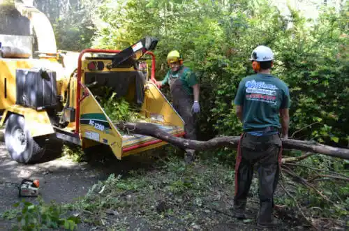 tree services Forrest